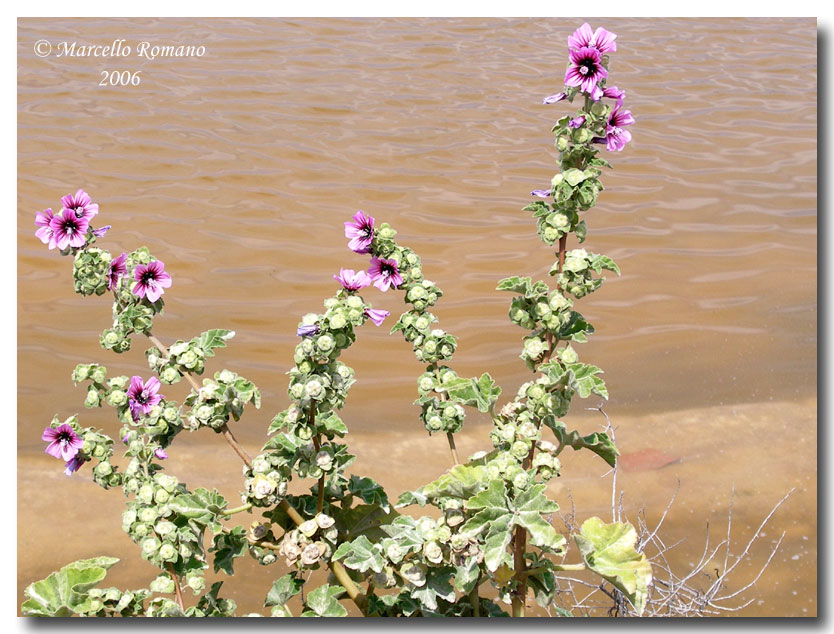 Malva arborea / Malvone maggiore